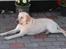 Labrador retriever Luna fra Lundemarken  - Ligger lige og nyder det gode vejr...ss