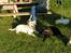 Labrador retriever Luna fra Lundemarken  - Hygger med min legekammerat.... 
