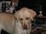 Labrador retriever Luna fra Lundemarken  - Er jeg ikke dejlig...