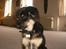 Blanding af racer ~¤~Qato~¤~ - Som han da vokser den dejlige hund...