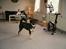 Blanding af racer ~¤~Qato~¤~ - Han er da en flot hund ikk... smiler...
