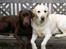 Labrador retriever Ludvig R.I.P - Ludvig og Laura <33