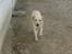 Labrador retriever Ludvig R.I.P - Løb Luddi