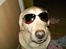 Labrador retriever Ludvig R.I.P - Ludviq med briller ..