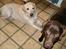 Labrador retriever Ludvig R.I.P - Ludviq sammen med min anden hund Laura 