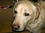 Labrador retriever Ludvig R.I.P - smukke hund ..