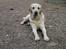 Labrador retriever Ludvig R.I.P - Ludviq <33