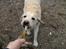 Labrador retriever Ludvig R.I.P - Ludviq Hiv ! <3