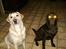Labrador retriever Ludvig R.I.P - Ludviq hunden oq Laura ...
