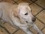 Labrador retriever Ludvig R.I.P - liqqer ned