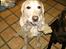 Labrador retriever Ludvig R.I.P - Ludviq med leqe tøj