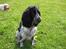 Cocker spaniel Yasmin *SOLGT* - En dejlig sommerdag i haven..