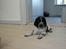 Cocker spaniel Yasmin *SOLGT* - Er 11 uger nu og ikke til at stå for