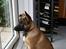 Malinois Søholms Cody  * DØD * - 21/10-06: ØV - jeg må heller aaaaaldrig komme ud og lege !