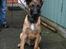 Malinois Søholms Cody  * DØD * - 21/10-06: Nyt portræt-billede ... han er en flot hund  :o)