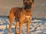 Malinois Tikki (Daneskjold Pippi) * DØD * - Tikki ved Kattegat, sommeren 2006.