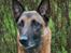 Malinois Tikki (Daneskjold Pippi) * DØD * - 20/10-06: Nyt portræt-billede   :o)
