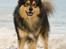Finsk lapphund <3  himmelhund Lapinlempi Aurinkolaulu <3 - Hej jeg hedder Maxi... Velkommen til min profil