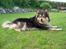 Finsk lapphund <3  himmelhund Lapinlempi Aurinkolaulu <3