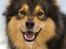 Finsk lapphund <3  himmelhund Lapinlempi Aurinkolaulu <3