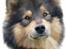 Finsk lapphund <3  himmelhund Lapinlempi Aurinkolaulu <3 - Tak til Lena det er bare super flot :0)