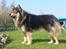 Finsk lapphund <3  himmelhund Lapinlempi Aurinkolaulu <3