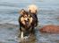 Finsk lapphund <3  himmelhund Lapinlempi Aurinkolaulu <3