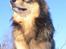 Finsk lapphund <3  himmelhund Lapinlempi Aurinkolaulu <3 - Maxi nyder solen