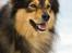 Finsk lapphund <3  himmelhund Lapinlempi Aurinkolaulu <3