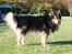 Finsk lapphund <3  himmelhund Lapinlempi Aurinkolaulu <3