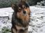 Finsk lapphund <3  himmelhund Lapinlempi Aurinkolaulu <3 - Den første sne i Tappernøje vinter06