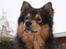 Finsk lapphund <3  himmelhund Lapinlempi Aurinkolaulu <3 - Kommer der nogen...