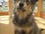 Finsk lapphund <3  himmelhund Lapinlempi Aurinkolaulu <3