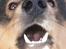 Finsk lapphund <3  himmelhund Lapinlempi Aurinkolaulu <3