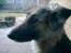Schæferhund Mille R.I.P :'( Død - ååh jeg er fin :) hehe