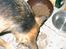 Schæferhund Mille R.I.P :'( Død - nam nam mad :P <´3