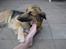 Schæferhund Mille R.I.P :'( Død - Ej far flyt lige den fod :P hiihi