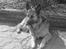 Schæferhund Mille R.I.P :'( Død - Mille i sorthvid :P hehe
