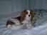 Cavalier king charles spaniel Frodo - Frodo får sig en lille lur i sengen med hovedpude og det hele, -ja man forstår at gøre sig det behageligt... 