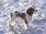 Cavalier king charles spaniel Frodo - Frodo´s første sne, -januar 2005