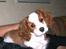 Cavalier king charles spaniel Frodo - Frodo´s første jul - 2004