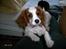 Cavalier king charles spaniel Frodo - Min mor hun er så sød, så det er rart at ligge hos hende. 