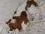 Cavalier king charles spaniel Frodo - Frodo fjoller...