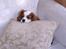 Cavalier king charles spaniel Frodo - Gab, nu vil jeg altså godt hvile mig lidt.