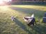 Cavalier king charles spaniel Frodo - Frodo og kammeraterne