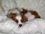 Cavalier king charles spaniel Frodo - Her ligger man godt.