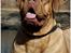 Dogue de bordeaux Thaliyah - R.I.P. min tøs - Thaliyah - til modelssession - 3 år gammel