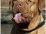 Dogue de bordeaux Thaliyah - R.I.P. min tøs - Række tunge kan hun også :o)