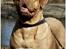Dogue de bordeaux Thaliyah - R.I.P. min tøs - Thaliyah til modelsession - 3 år gammel