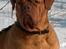 Dogue de bordeaux Thaliyah - R.I.P. min tøs - Thaliyah 3 år gammel
